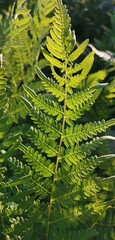 green fern leaf