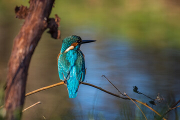 Zimorodek zwyczajny Alcedo atthis poluje nad rzeką, piękny kolorowy ptak siedzi na gałęzi i...
