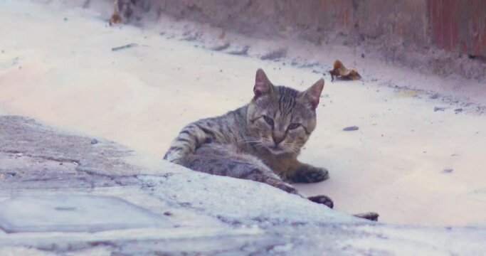 Cat in the streets in Toscany