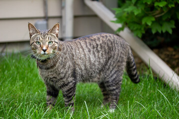 Close up of a gray tabby cat on a grass lawn, looking at camera