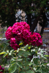 Beautiful Magenta Roses in a Home Garden in Astoria Queens New York during Summer