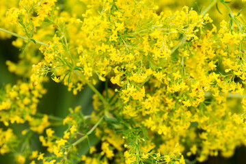 Galium verum (lady's bedstraw yellow bedstraw) yellow flowers macro selective focus
