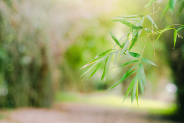 relax in nature from tropical forest with sunlight in spring season