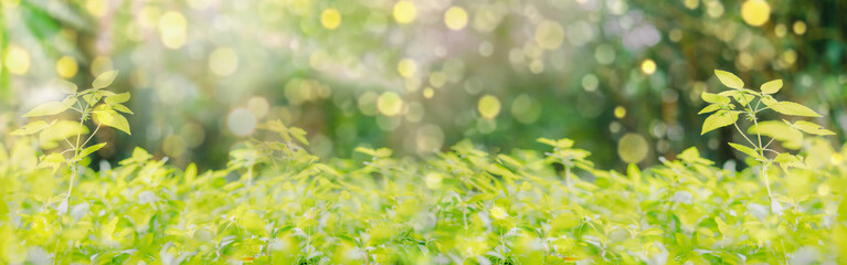 Fototapeta na wymiar web banner relax in nature from tropical forest with sunlight in spring season