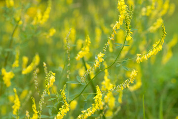 Obraz premium Nostrzyk lekarski, nostrzyk żółty, nostrzyk żółty, nostrzyk żebrowany, nostrzyk pospolity żółte kwiaty selektywna ostrość