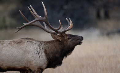 Elk in Jasper National Park, Canada 