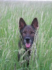 Deutscher Schäferhund sitz in hohem Gras Wiese