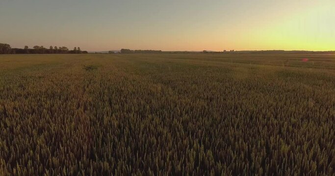 shooting from a height, ripe wheat field, flying over a field ready for harvest, wheat at sunset