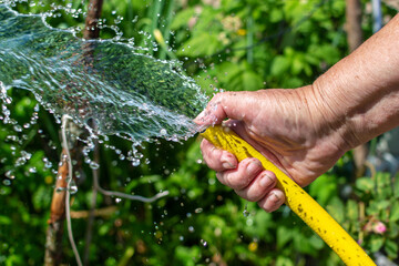 An elderly woman's hand holds a garden hose, closing a hose with her finger, she pours green...