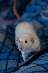 Cute white adult rat at home