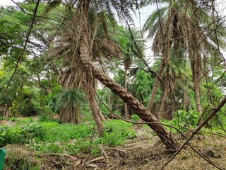 tropical forest with palm trees
