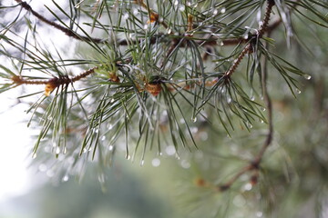 Naklejka na ściany i meble Drops on pine needles