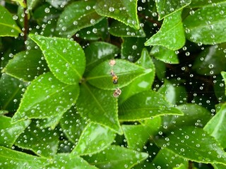 Raindrops on a spider web that draw the beautiful green leaves naturally.
