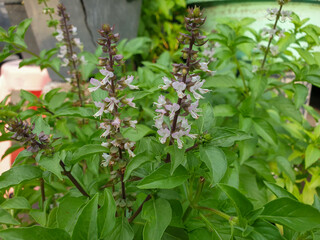 Thai basil flowers(Ocimum basilicum). vegetable garden as well as food & herb, blur  background