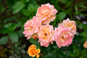pink rose flover in the garden in summer