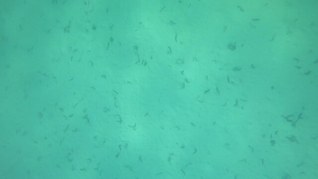 Raie Manta du lagon de Maupiti, Polyn&eacute;sie fran&ccedil;aise