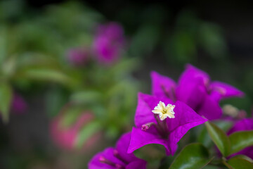 Fototapeta na wymiar 紫色のブーゲンビリア