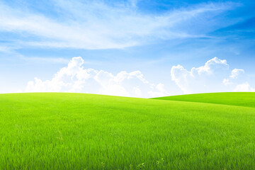 Fototapeta na wymiar Field on green grass with blue sky on background.
