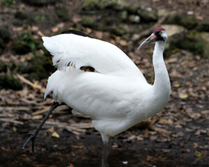 Whooping crane bird stock photos. Picture. Portrait. Image. Photo. Whooping crane bird profile-view. Endangered bird.  Endangered species. Fluffy feathers plumage. Fluffy wings.