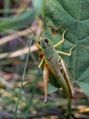 Top view of common green grasshopper female. Omocestus viridulus sitting on the leaf. Selective focus, blurred background.