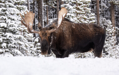 Moose in Snow in Jasper National Park, Canada 