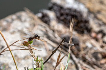 Flying ants, also known as alates