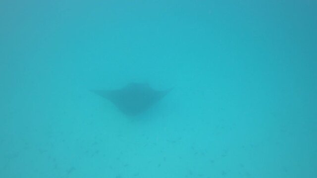 Raie Manta du lagon de Maupiti, Polyn&eacute;sie fran&ccedil;aise