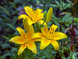 Fototapeta premium Daylily in garden in summer