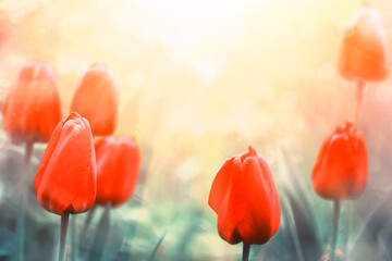 beautiful red tulips in a soft morning sunlight, beauty in nature, tender floral background
- 365011409