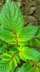 fresh potato leaves, 