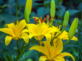 Obraz premium Daylily in garden in summer