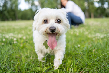 white fluffy curly dog maltese silky terrier funny looking at the camera. with the mistress in the...