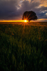 Backlit oak tree in a wheat grain field at sunrise sunset