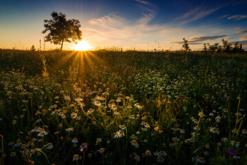 Field of wild camomile flowers shot at sunrise or sunset with a tree in the background