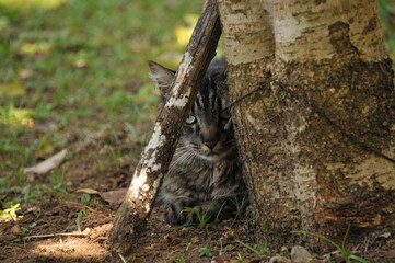 A beautiful and curious cat.