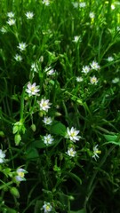 Purple whitish flowers and green grass.