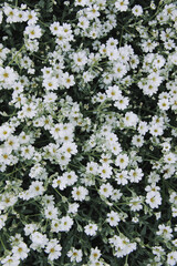 lot of small white flowers