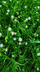 green grass leaves And white flowers