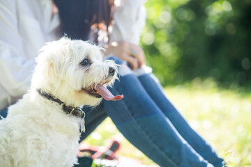white fluffy curly dog is resting in nature with the mistress in the background