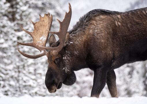 Moose in Snow in Jasper National Park, Canada 