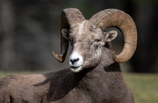 Bighorn Sheep In Jasper National Park, Canada 