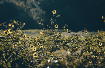Wild sunflowers in rural field, morning in nature.