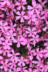 pink flowers background