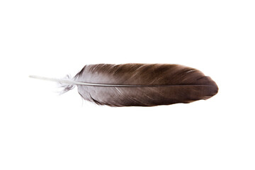 Vogelfeder