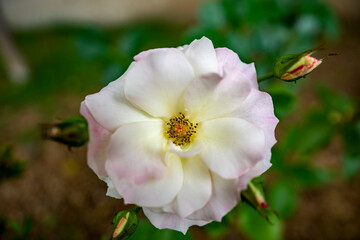 薔薇 アイスバーグ Rosa Iceberg