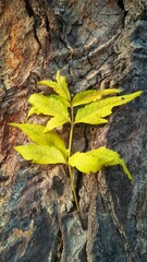 yellow neemtree leaf
