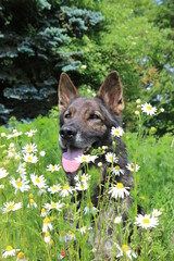 Deutscher Schäferhund mit Margeriten Gänseblümchen Blumen 