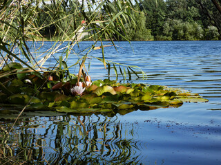 lake rose 