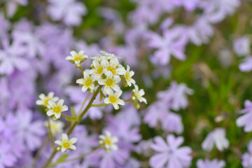 Blüte des Silberrosetten-Steinbrech	

