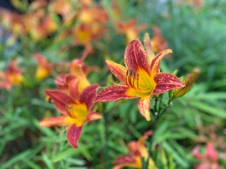 daylily, orange-yellow slender petals The stamens protrude from the center of the flower. Green leaf stalk